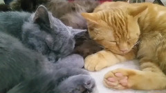 Выставка котиков в Сокольниках