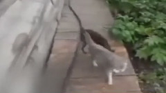 Спасти рядового Котейку