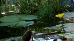 Lotus On The Water Surface