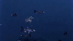 Aquario