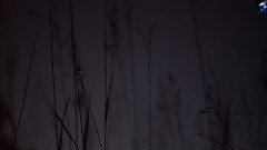 Firefly