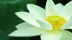 赞莲自在菩提心