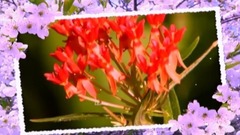 Amatue - Chris Wonderful - Tiwanaku Puerto del Sol.