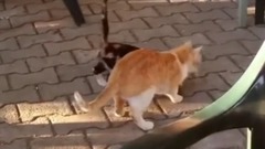 Emzirmesi In Annesini Kna Eden Yavru Kedi Zlesene