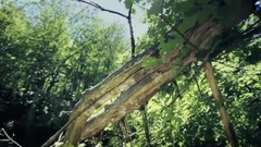 Inner Voice (心声)