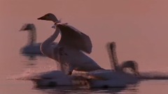 英国皇家爱乐乐团:莫扎特音乐主题联奏