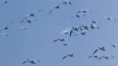 Flight Of The Albatr