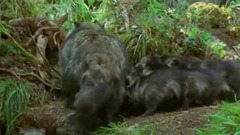 英国皇家爱乐乐团:柴可夫斯基音乐主题联奏