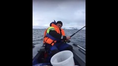 Карелы на Баренцево море таскают треску