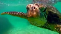 подводный мир Снорклинг