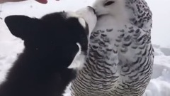 Милота. Дружба хаски и совы