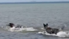 top 10 Smartest Dogs in the world