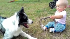 Border Collie Playing with Baby Child