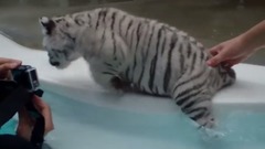 Baby Tiger's first Swim