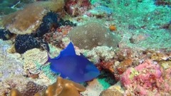 莫扎特:降E大调第四圆号协奏曲,k495