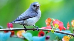 2017庄心妍又出新作,分享都听听!必火!