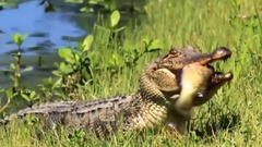 18 Abnormally Large Animals That Are Actually Real