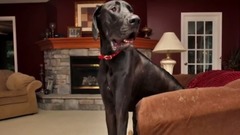 Abnormally Large Animals That Are Actually Real