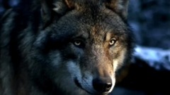 Легенда о волке и волчице