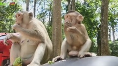 Amazing Monkey Game playing with Monkey group and Crazy Monkey Eating Lotus