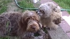 Funny Owls