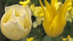 忆思花音