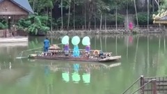 放飞孔雀