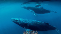 座头鲸(Humpback Whales)2015. 中英双字