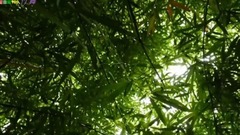 竹舞