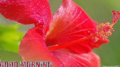 GOOD MORNING video -Whatsapp(1)
