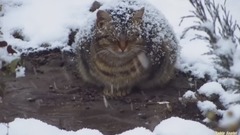 The snow meow Pregnant cat sleep in the snow