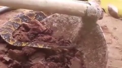 The snakes are eaten alive toad, then what happened to make people laugh
