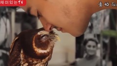 一个有趣猫头鹰的可爱