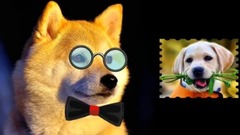 FUNNY video