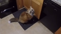 Loki and his meds