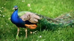 Beautiful Peacock
