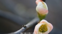 早春賦