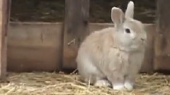 牧羊小兔子