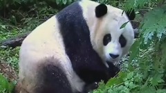 熊猫淘淘