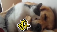 我失眠你也别想睡 喵星人闹枕边汪