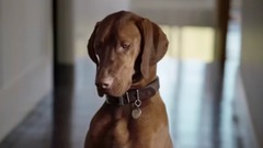 Pedigree - Duckface