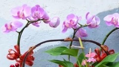 生命如花篮