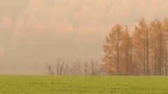 Autumn Dreams