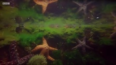 Blue Planet II