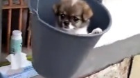 可爱萌萌汪星人01