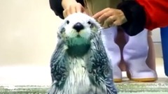 激萌的水獭