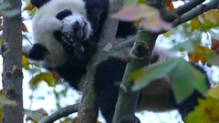 九寨沟