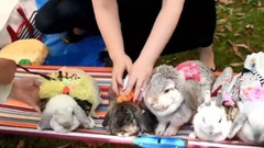 The rabbits from ~