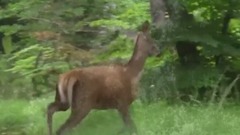 La Biche d'Amour