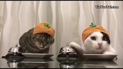 两只馋猫